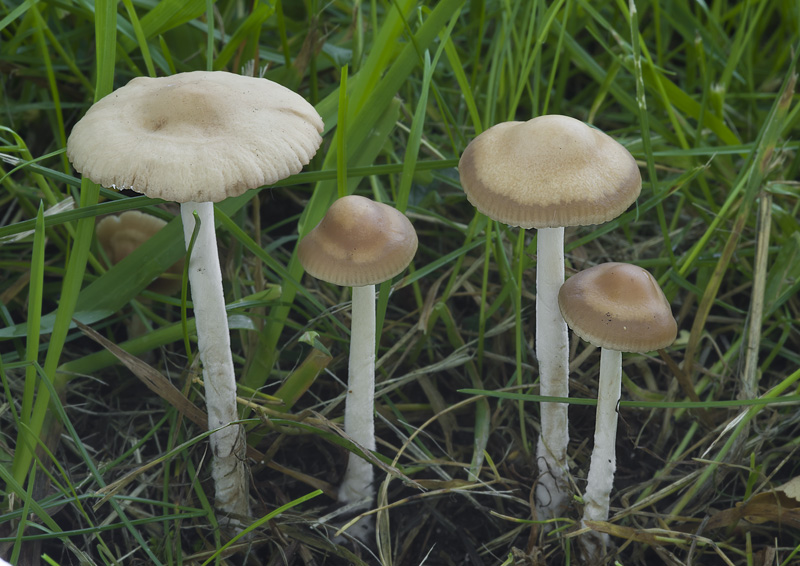 Marasmius oreades